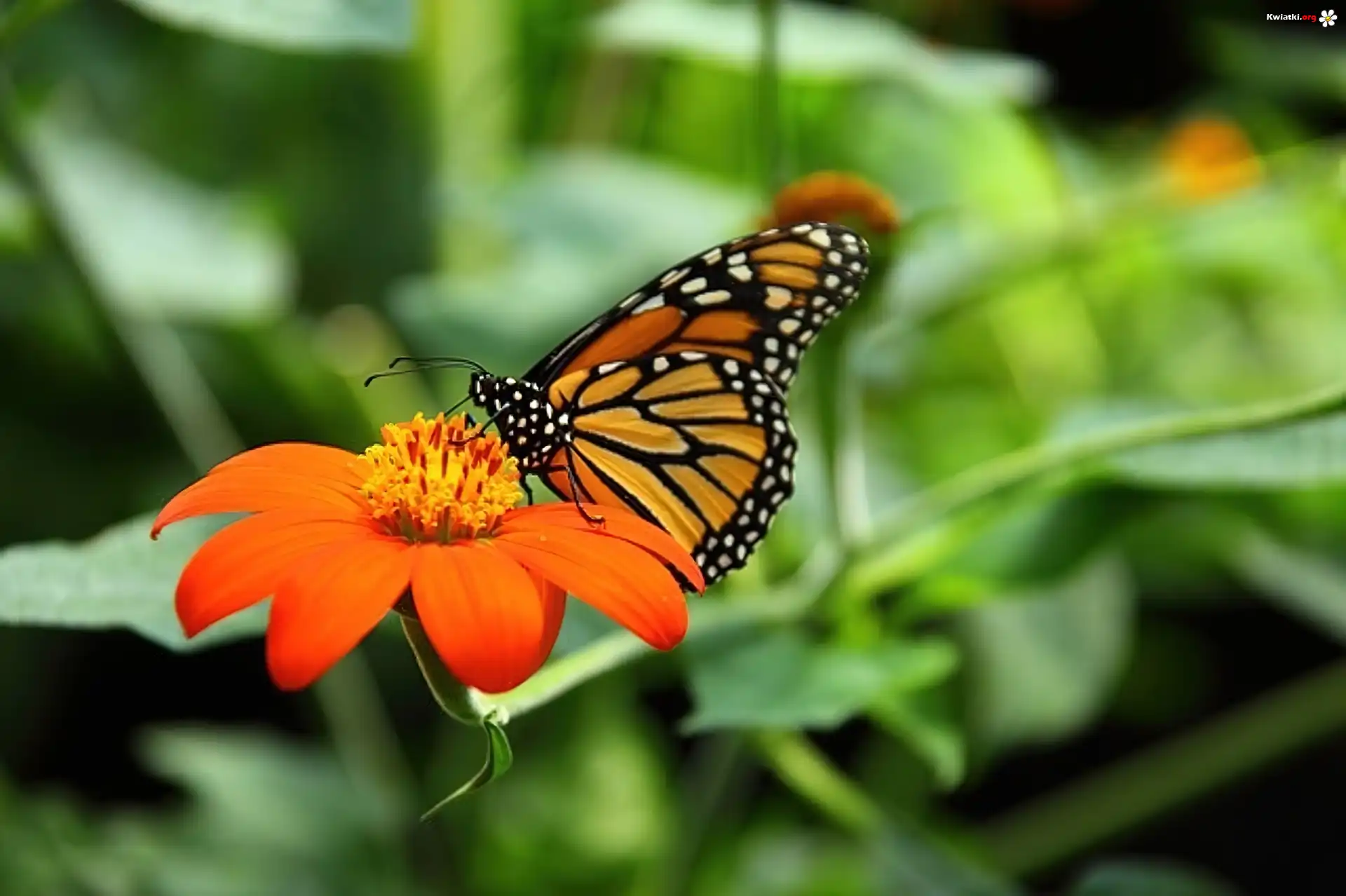 Kolorowy, Motyl, Monarcha