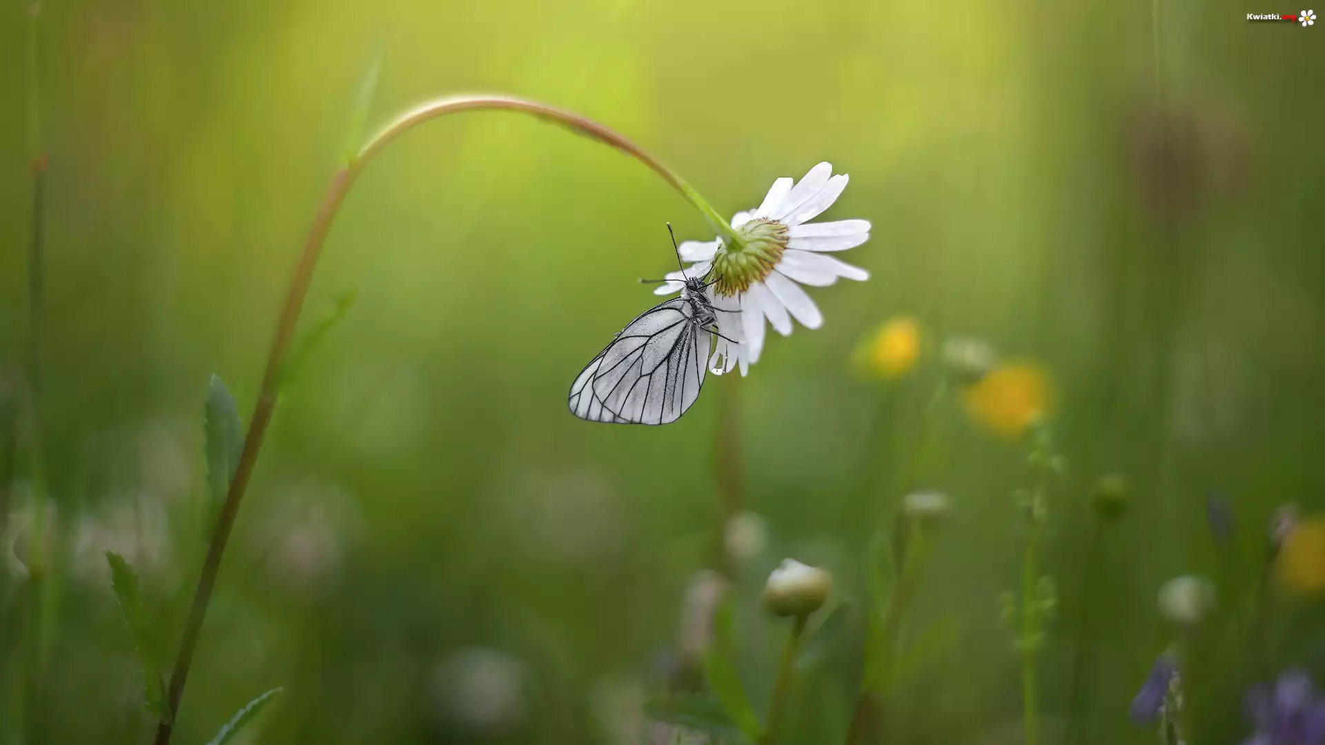 Motyl, Niestrzęp głogowiec, Kwiat, Margerytka
