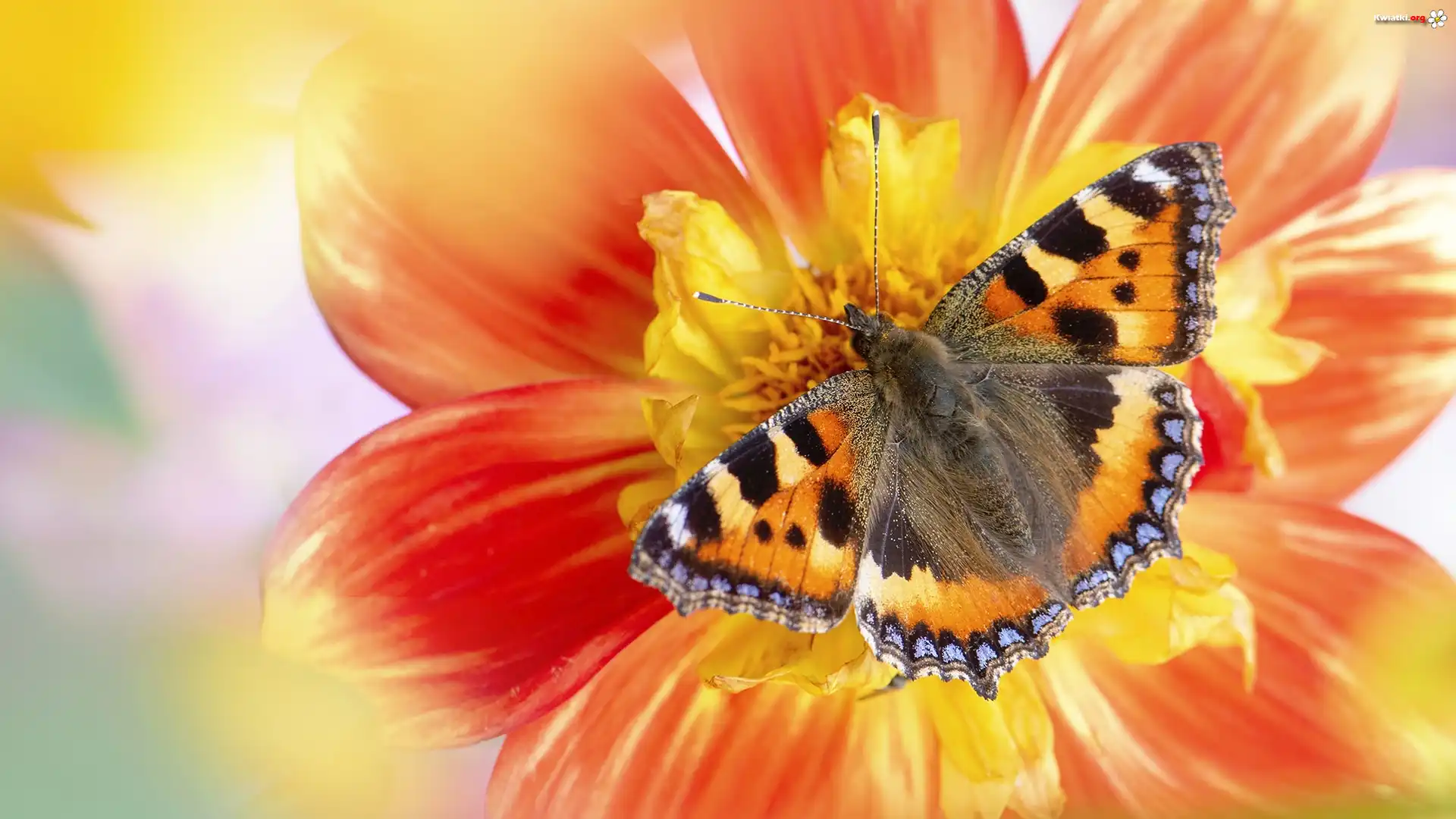 Motyl, Rusałka pokrzywnik, Kwiat, Makro