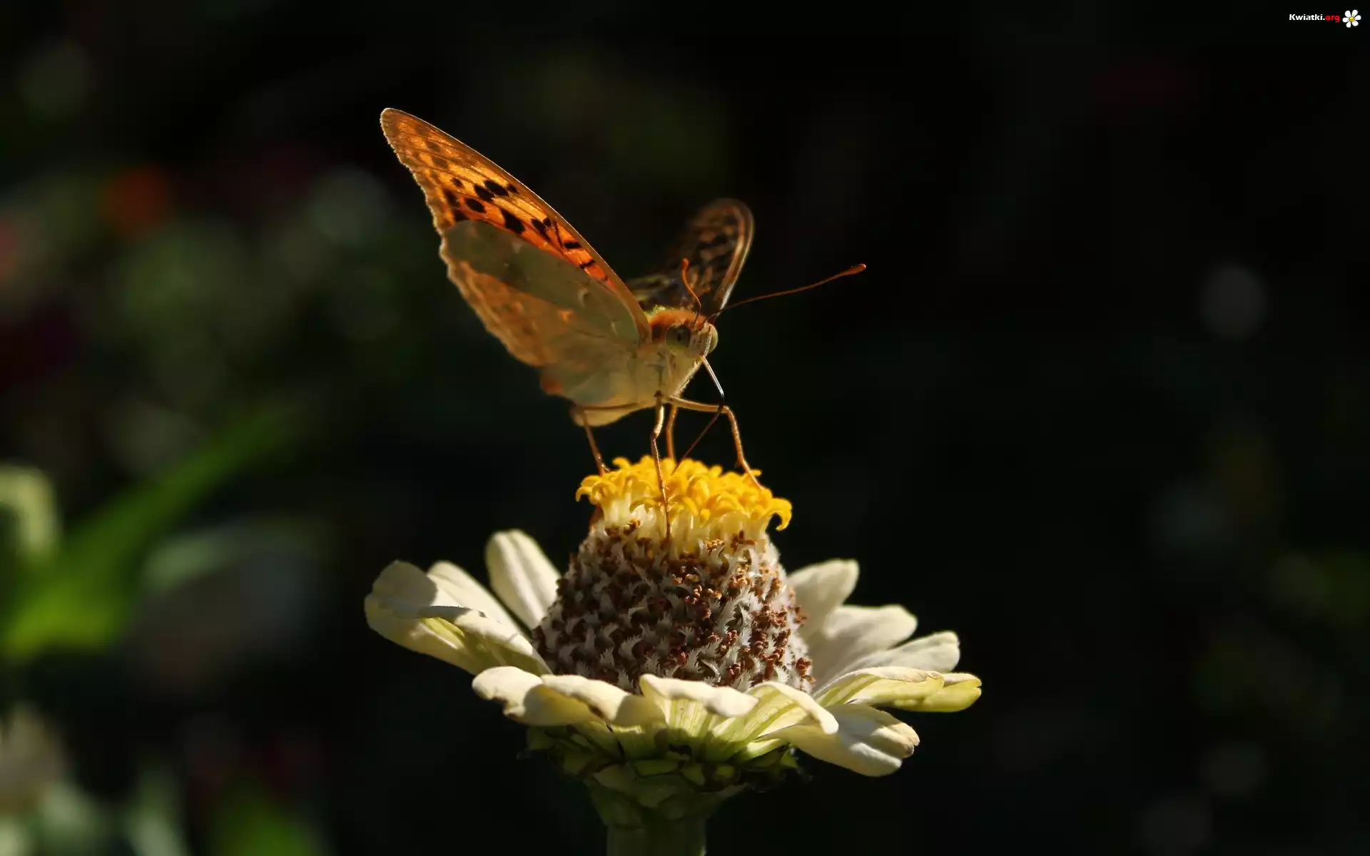 Motyl, Kwiatek