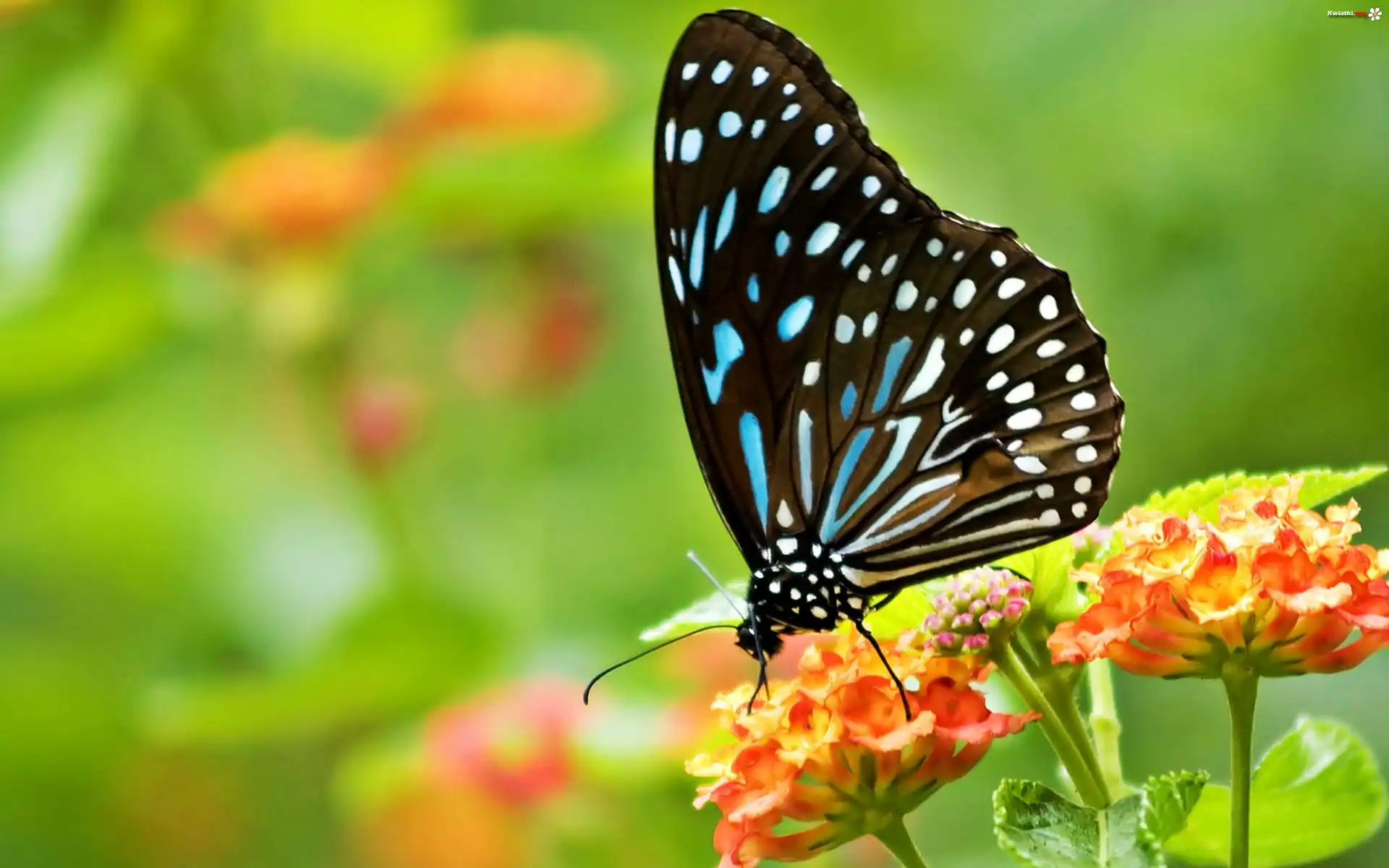 Motyl, Kwiaty