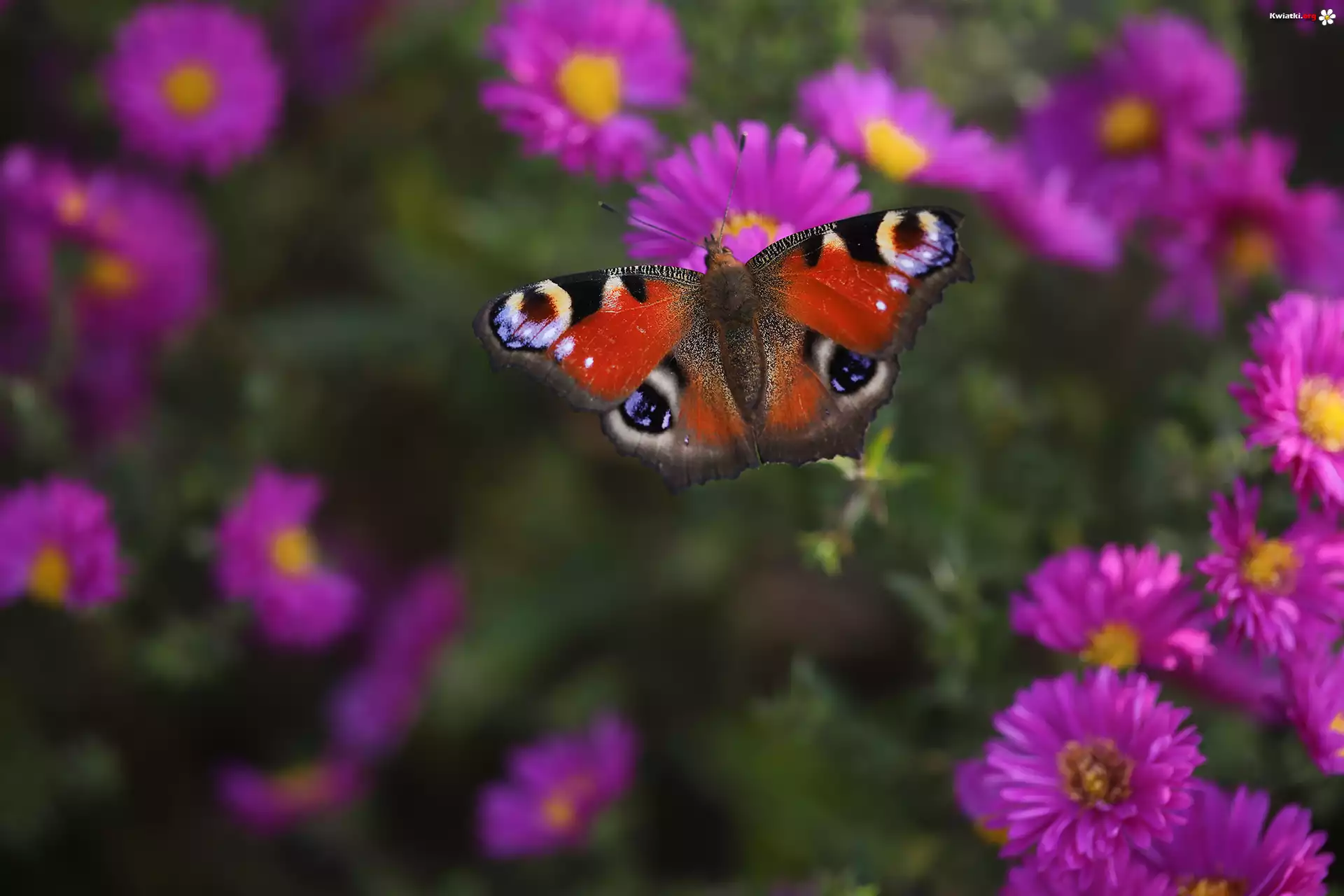 Motyl, Rusałka pawik, Astry, Kwiaty, Owad