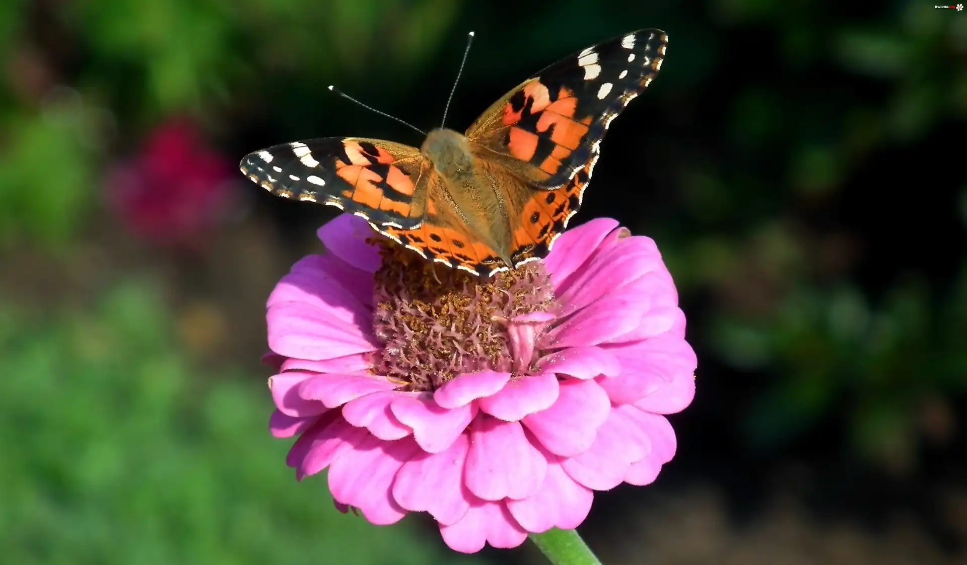 Motyl, Rusałka osetnik, Kwiat