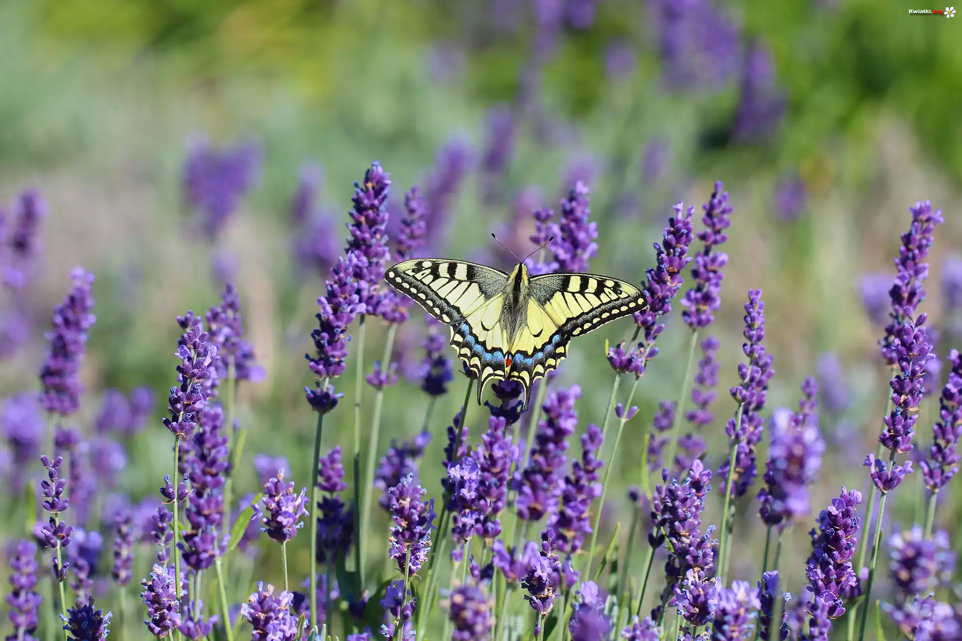 Motyl, Paź królowej, Owad, Lawenda