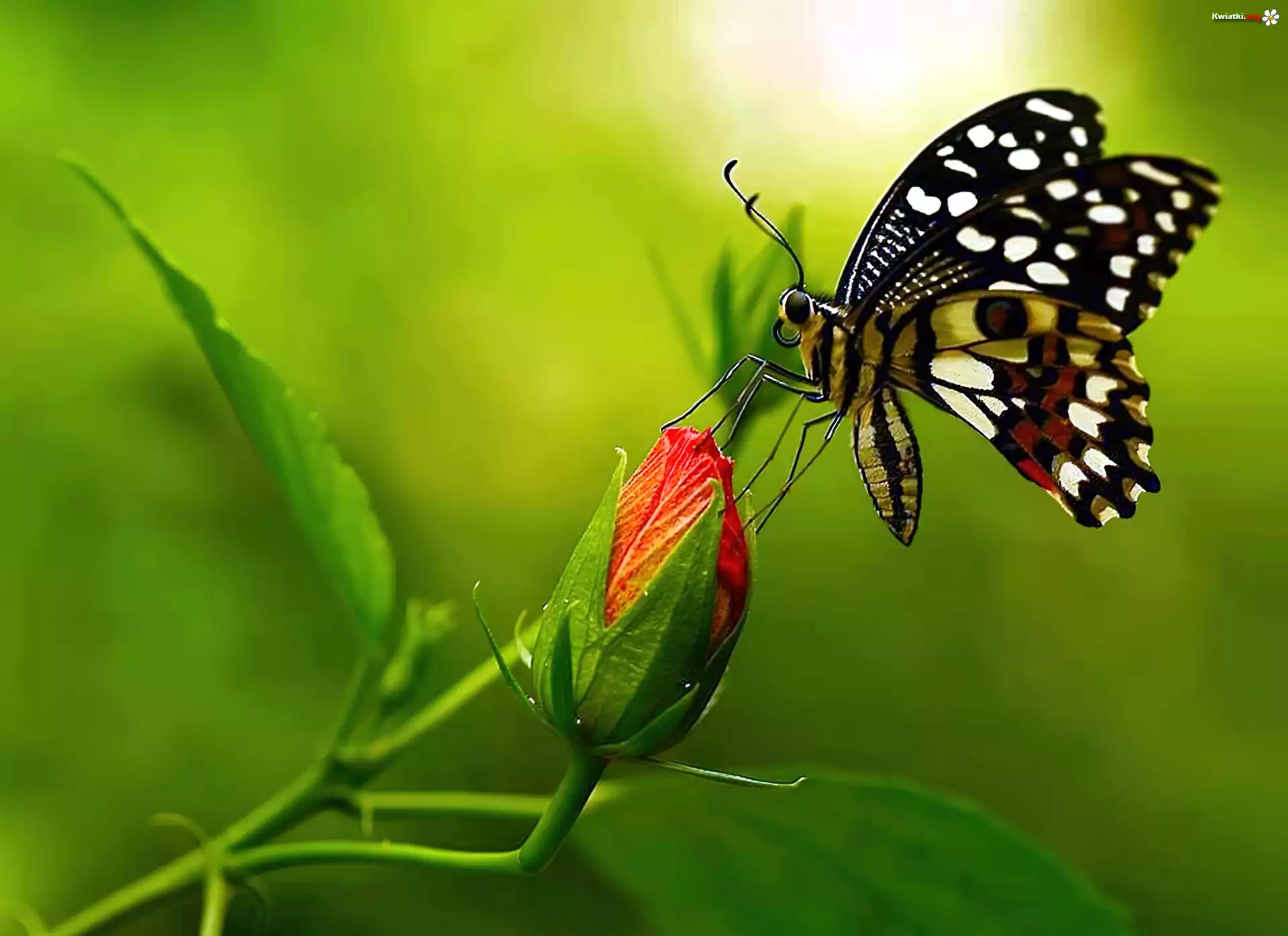 Motyl, Róża