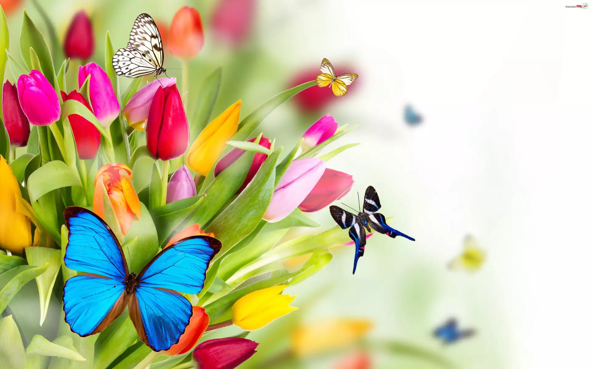 Tulipany, Motyle, Tekstura