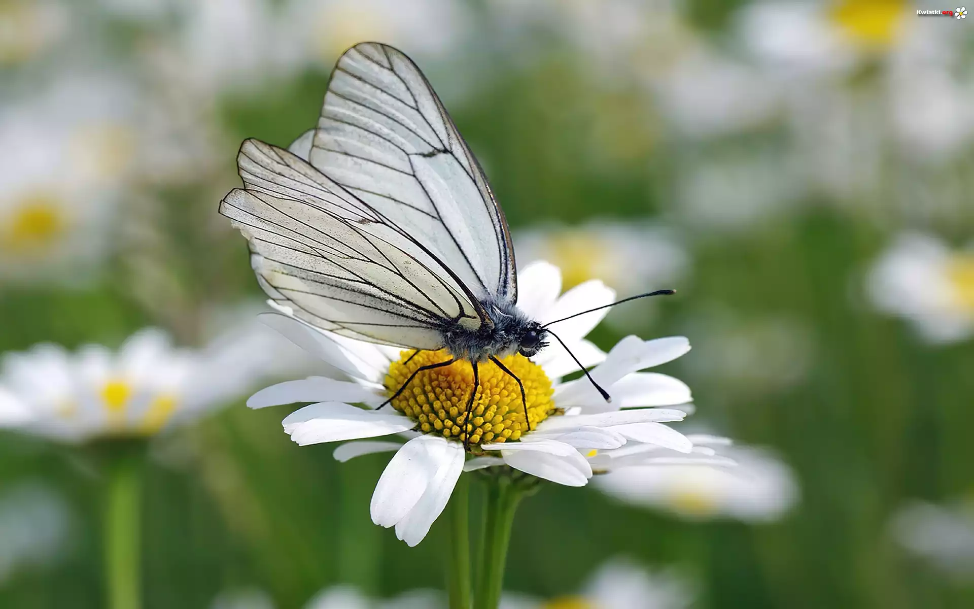 Motyl, Motylek, Stokrotka