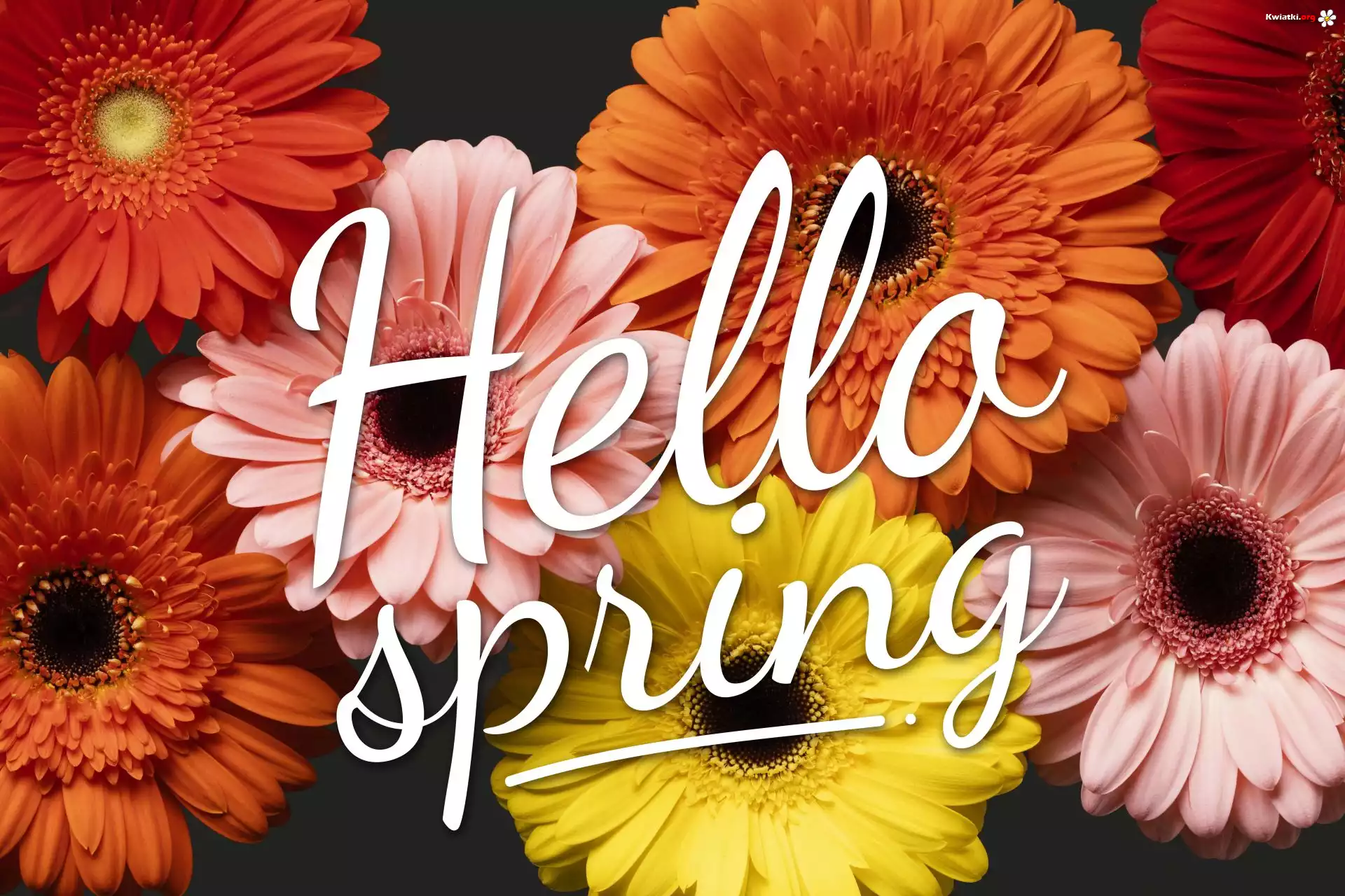 Kwiaty, Kolorowe, Gerbery, Napis, Hallo spring