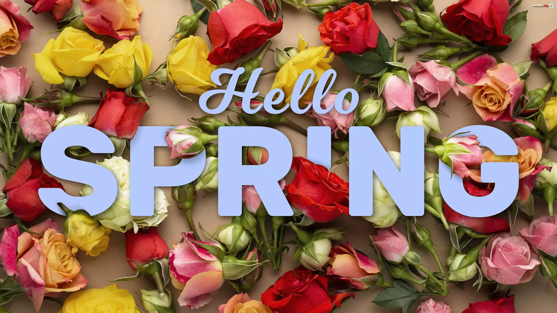 Kwiaty, Kolorowe, Róże, Napis, Hello spring