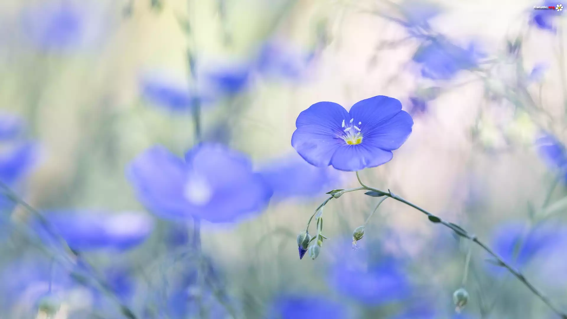 Niebieski, Kwiat, Len