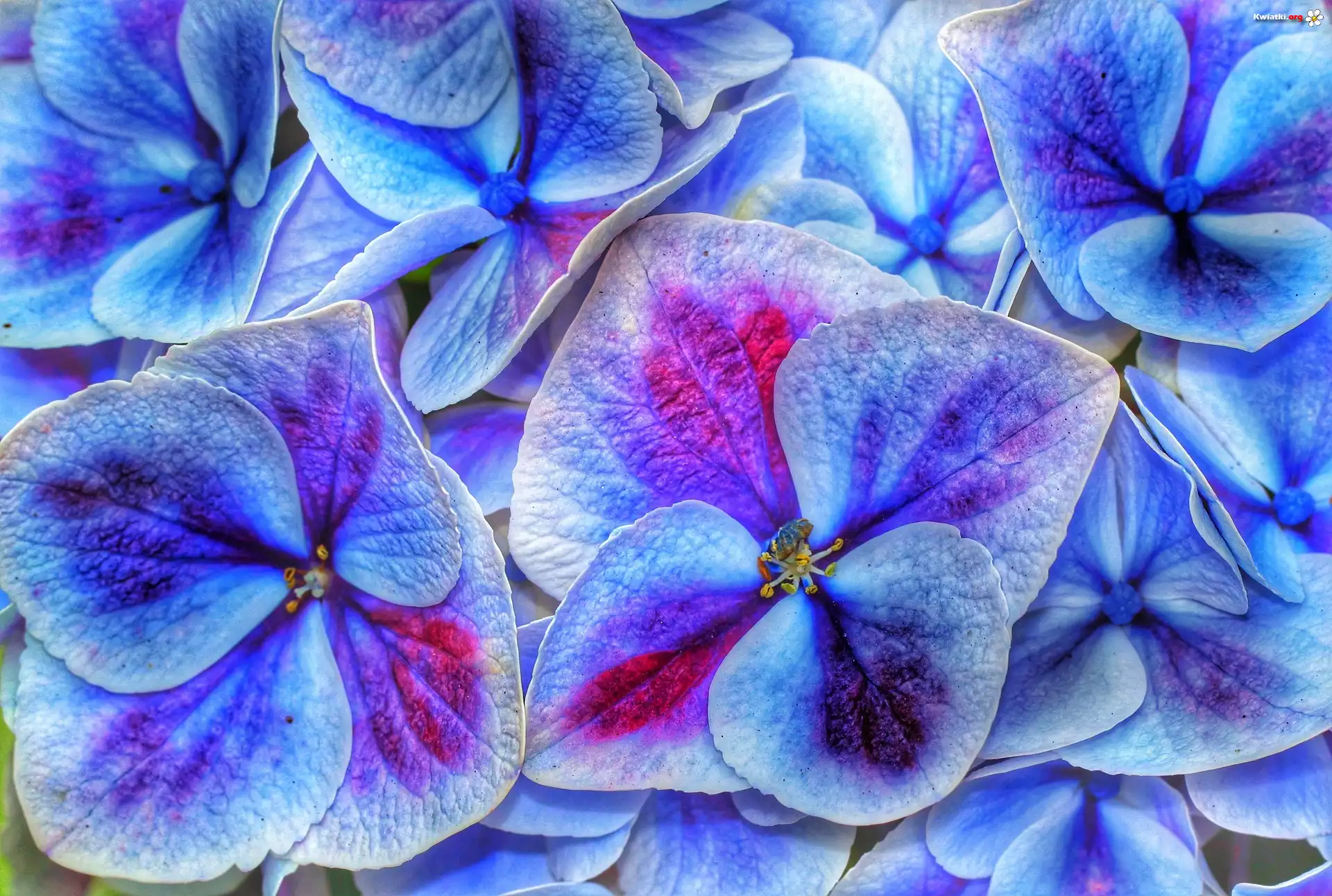 Niebieskie, Hortensje, Kwiaty