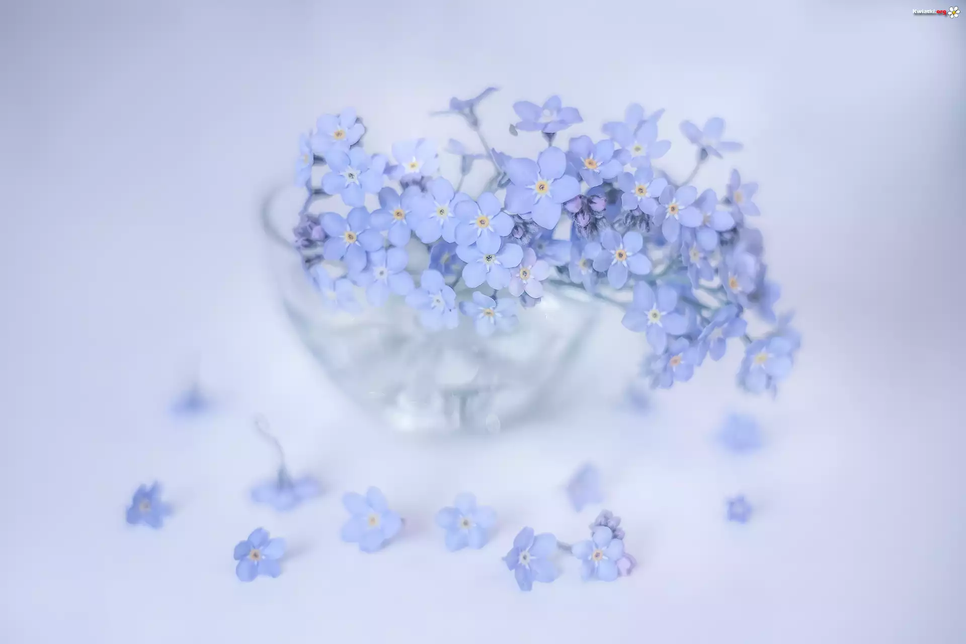 Niezapominajki, Niebieskie, Kwiaty, Szklane, Naczynie