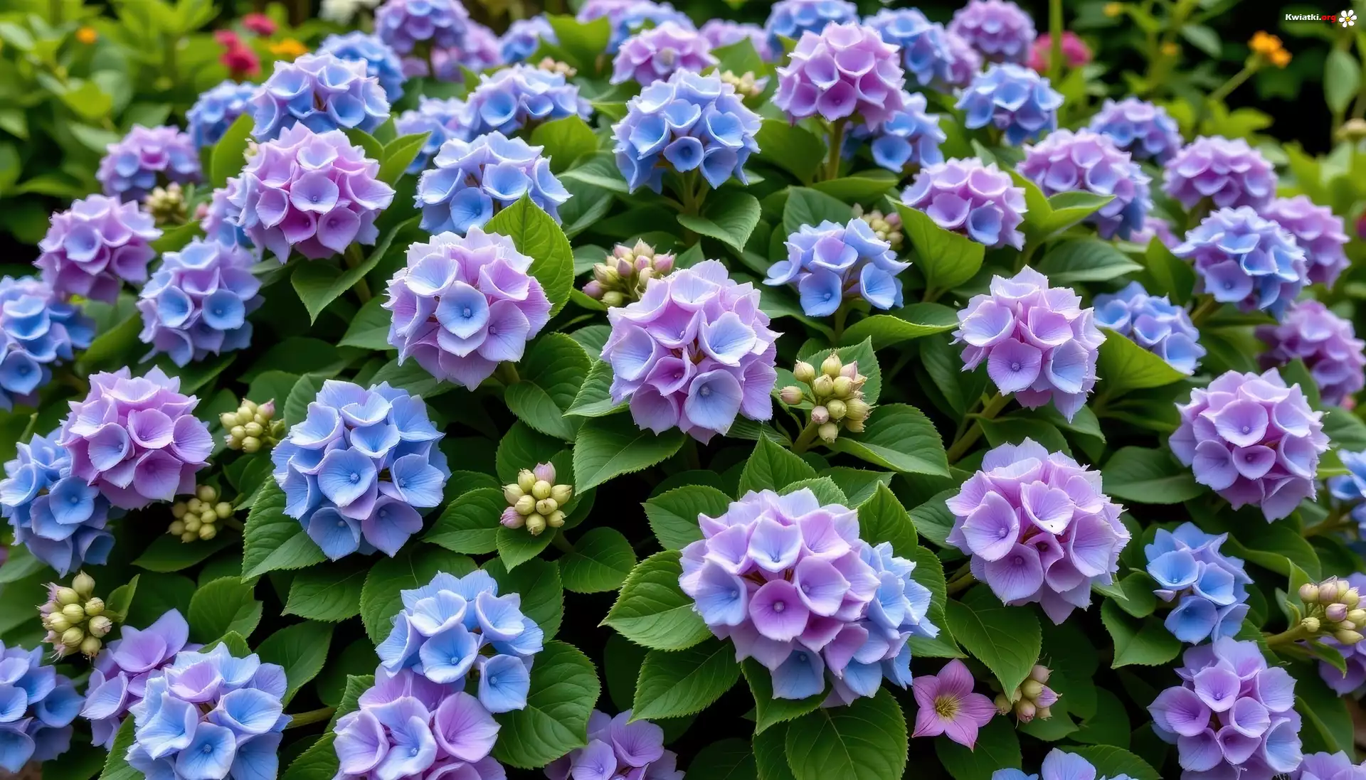 Niebiesko-fioletowa, Hortensja