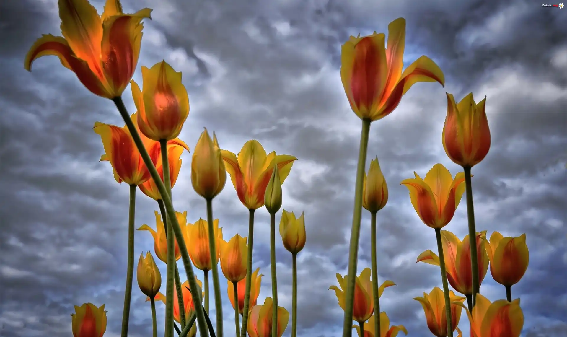 Tulipany, Niebo, Chmury