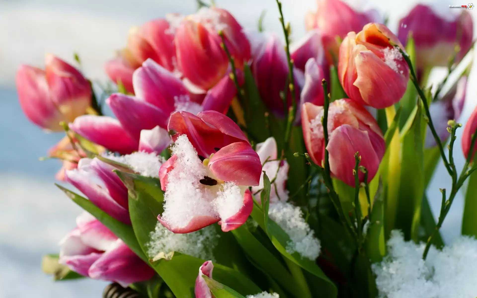 Tulipany, Śnieg, Listki