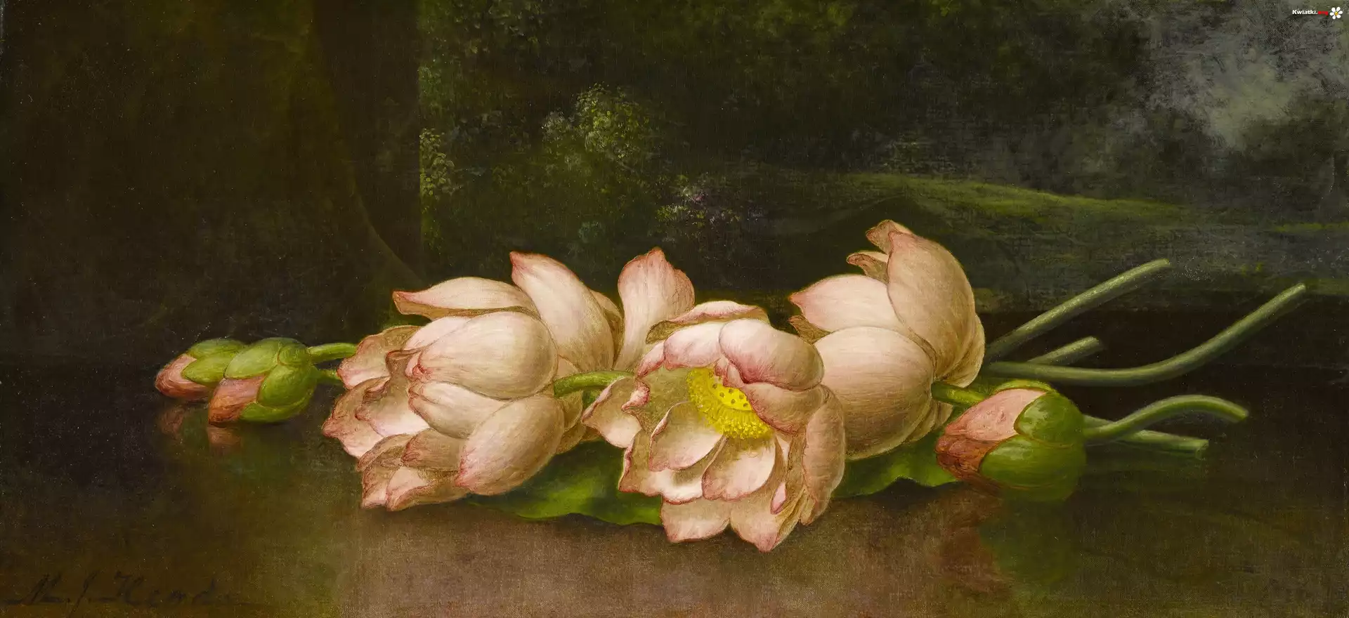 Malarstwo, Obraz, Martin Johnson Heade, Kwiaty, Lotosy