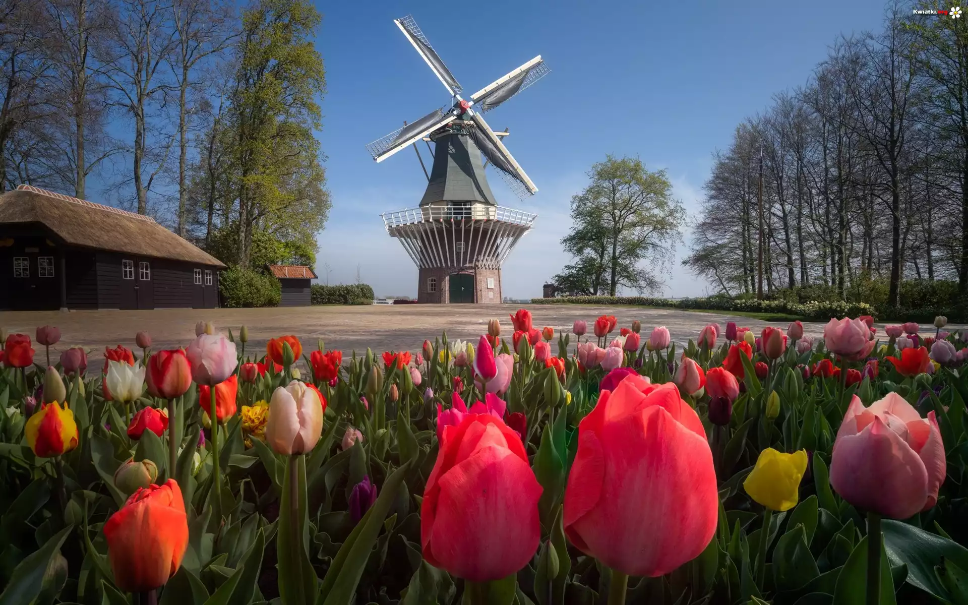 Ogród, Wiatrak, Tulipany, Drzewa, Keukenhof, Holandia