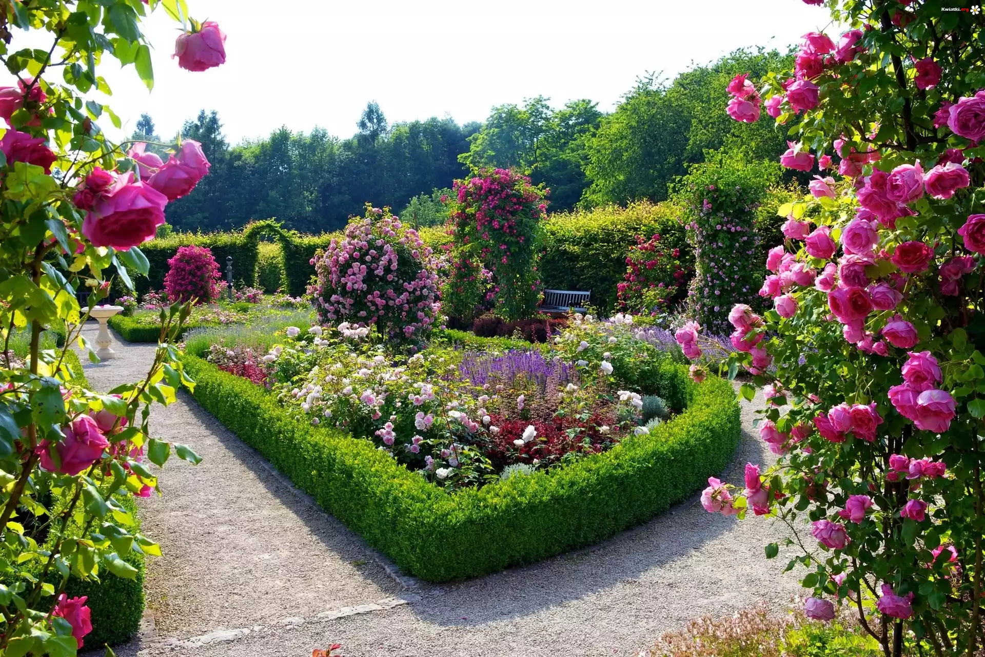 Piękny, Ogród, Różany