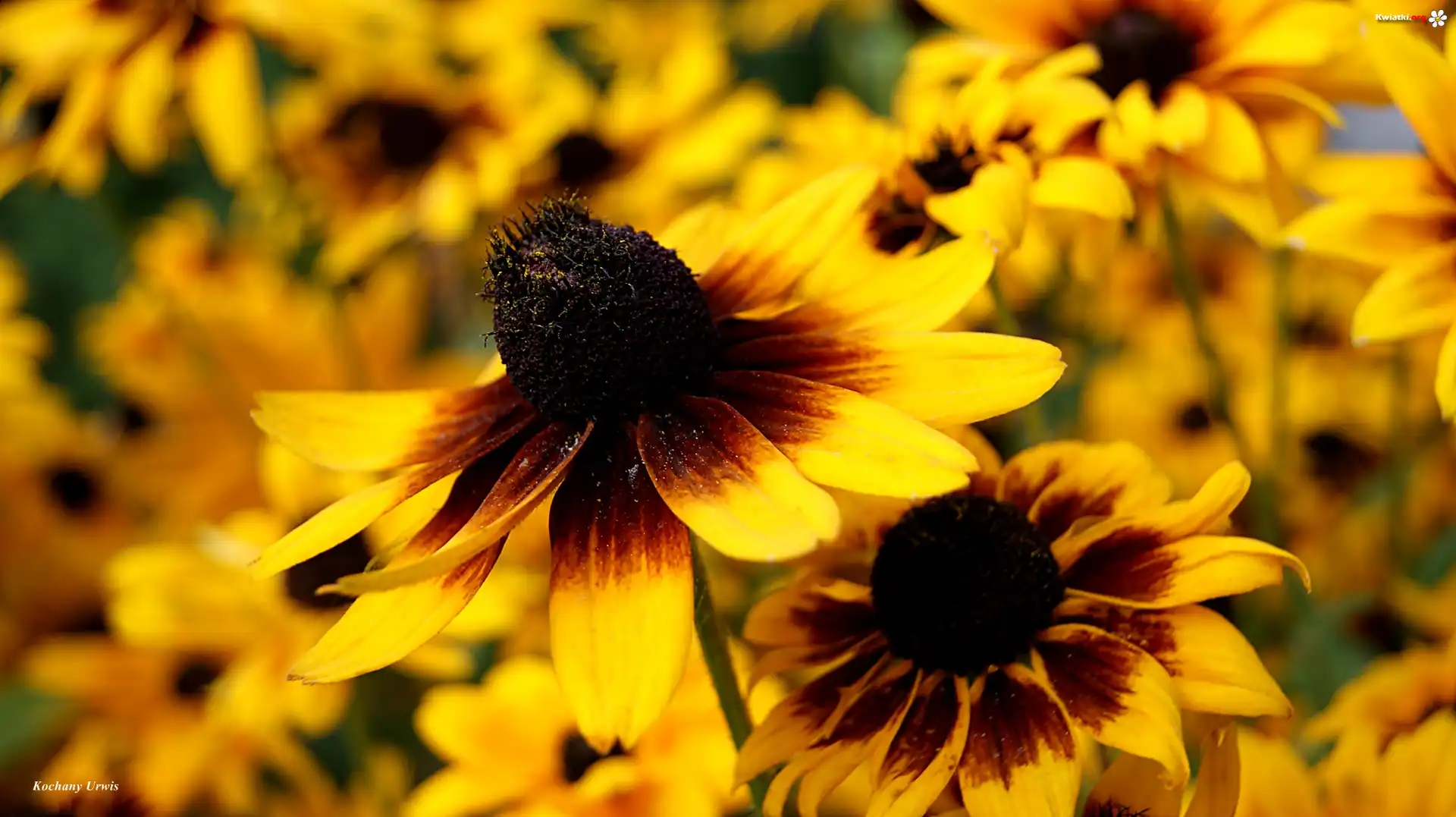 Żółta, Rudbekia