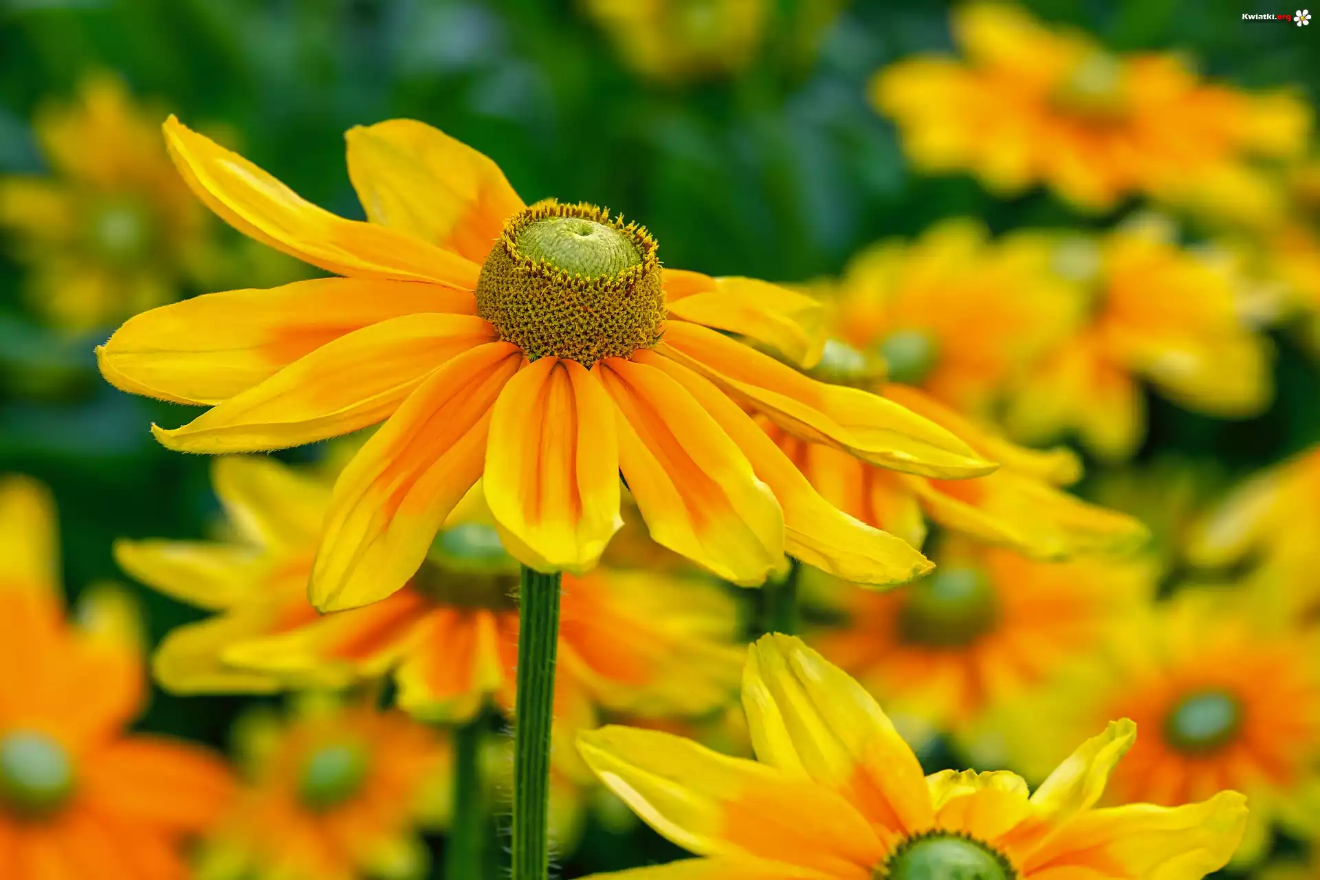 Żółte, Kwiaty, Rudbekia naga, Rozmyte tło