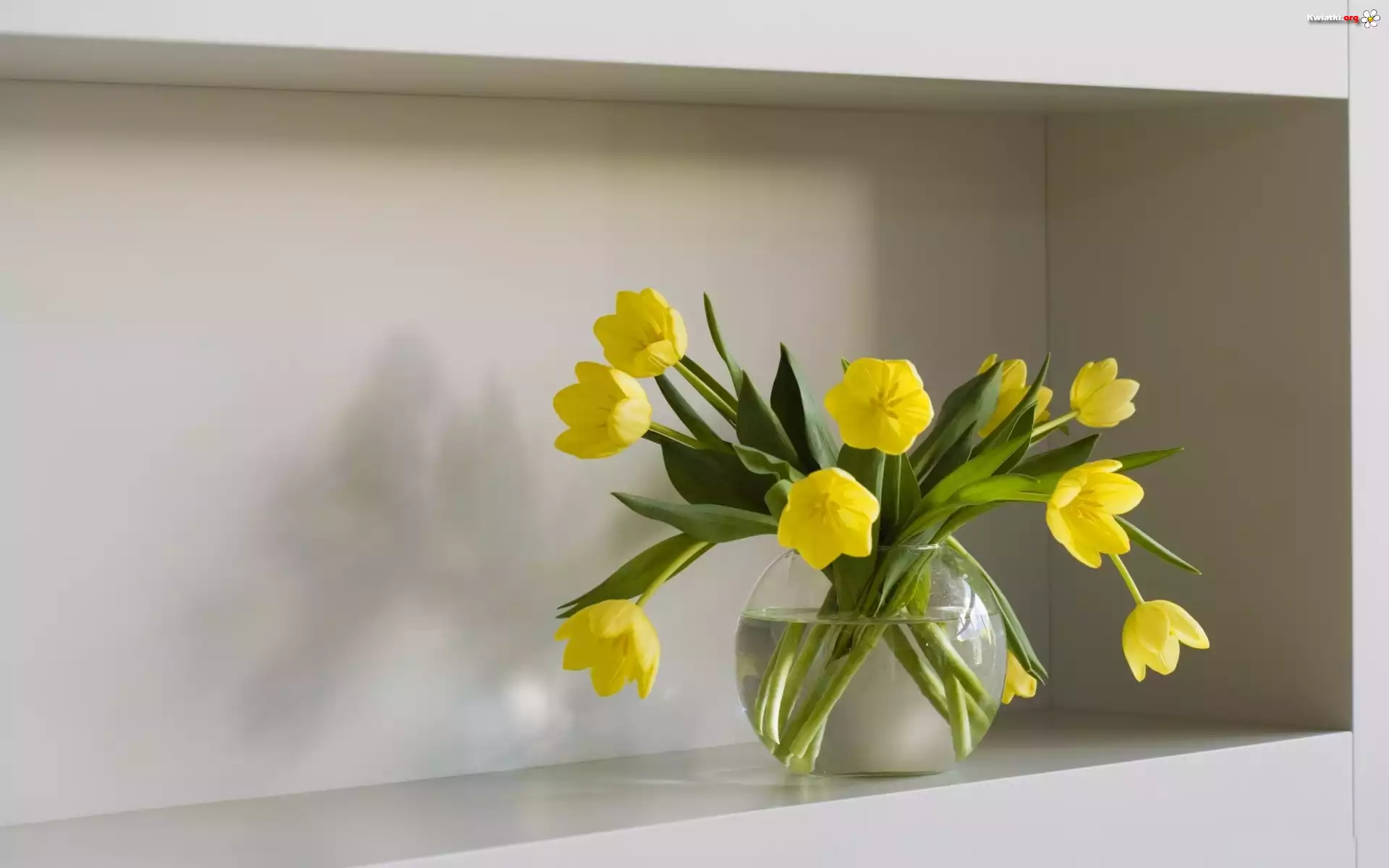 Żółte, Tulipany
