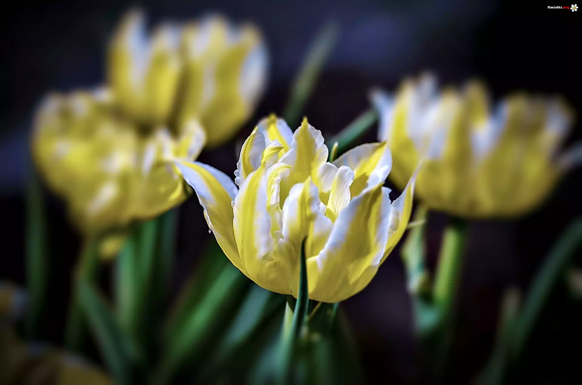 Żółte, Tulipany
