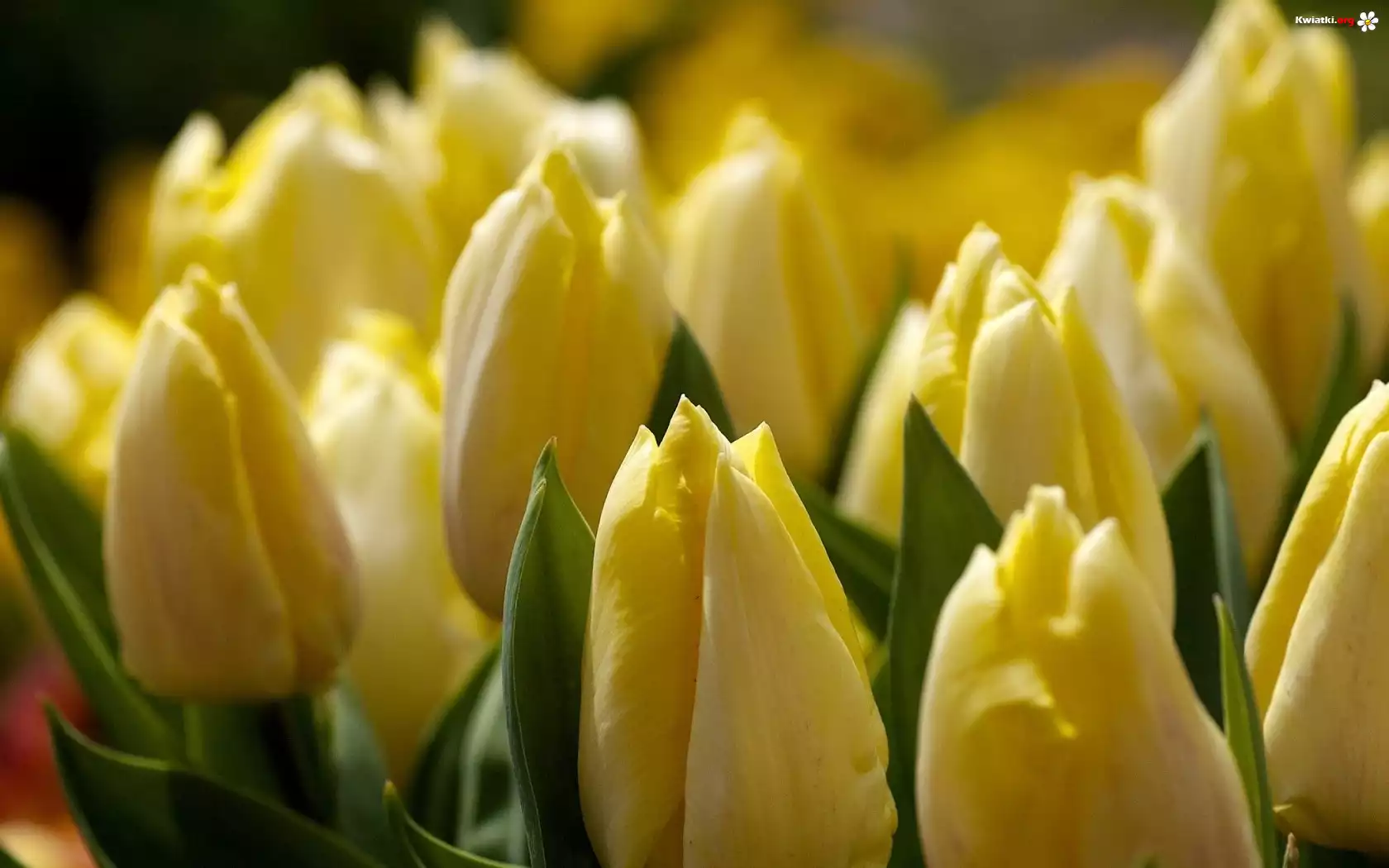 Żółte, Tulipany