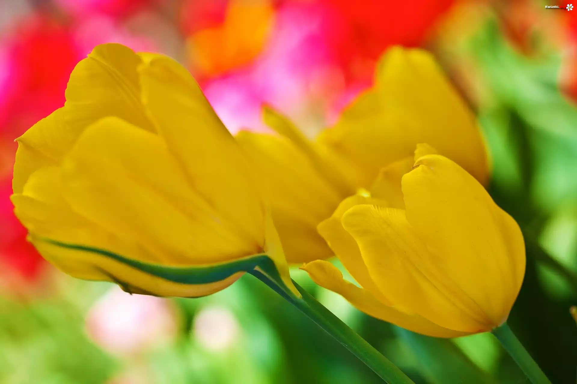Żółte, Tulipany