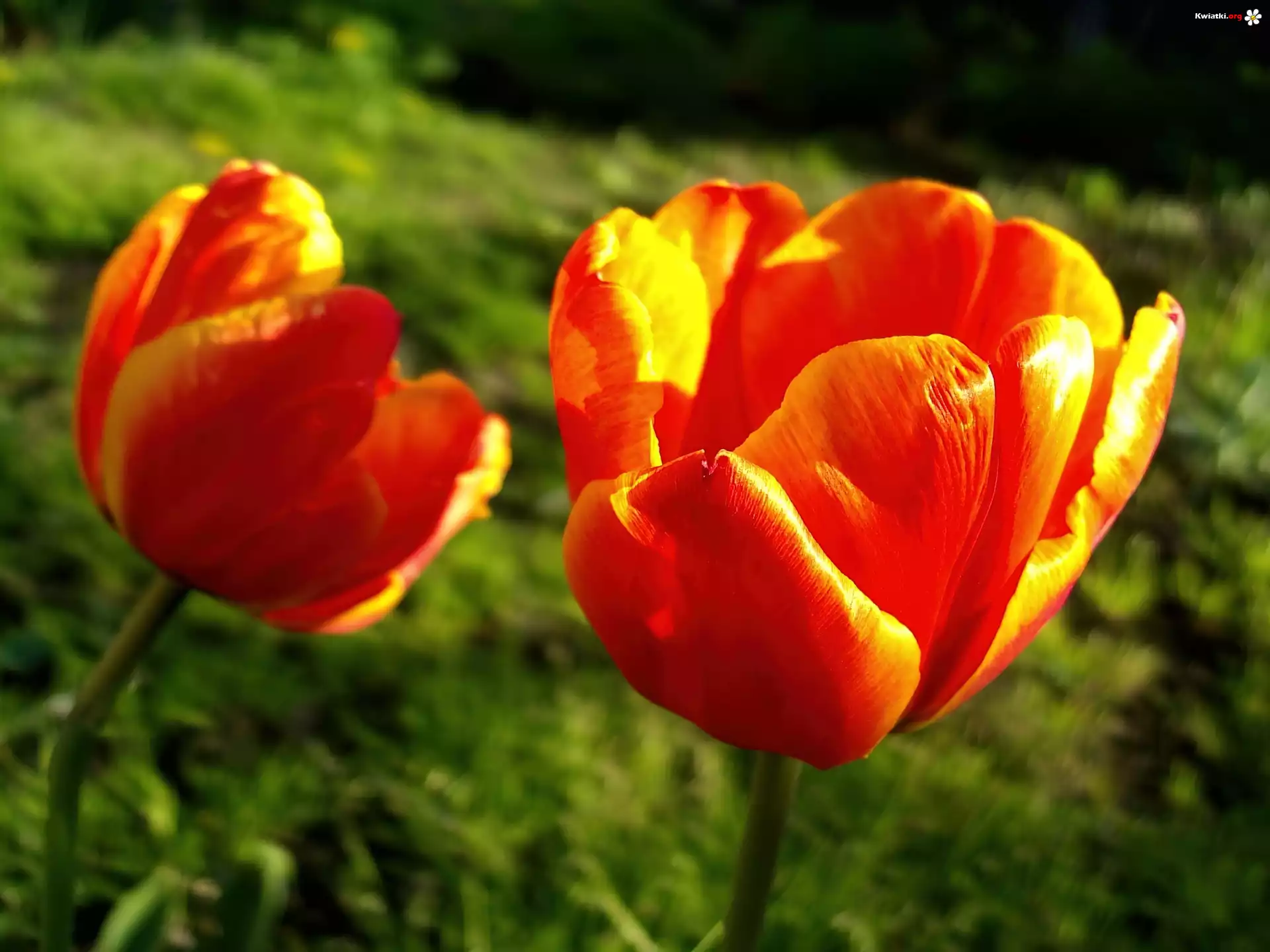 Żółte, Tulipany