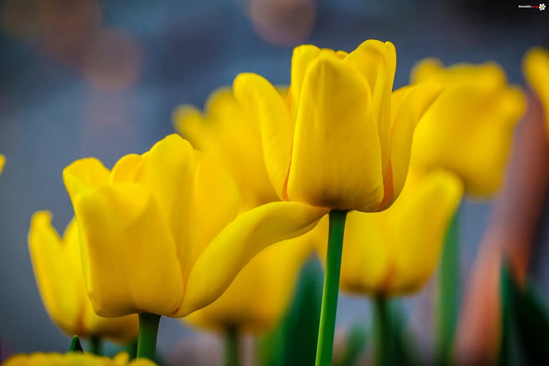Żółte, Tulipany