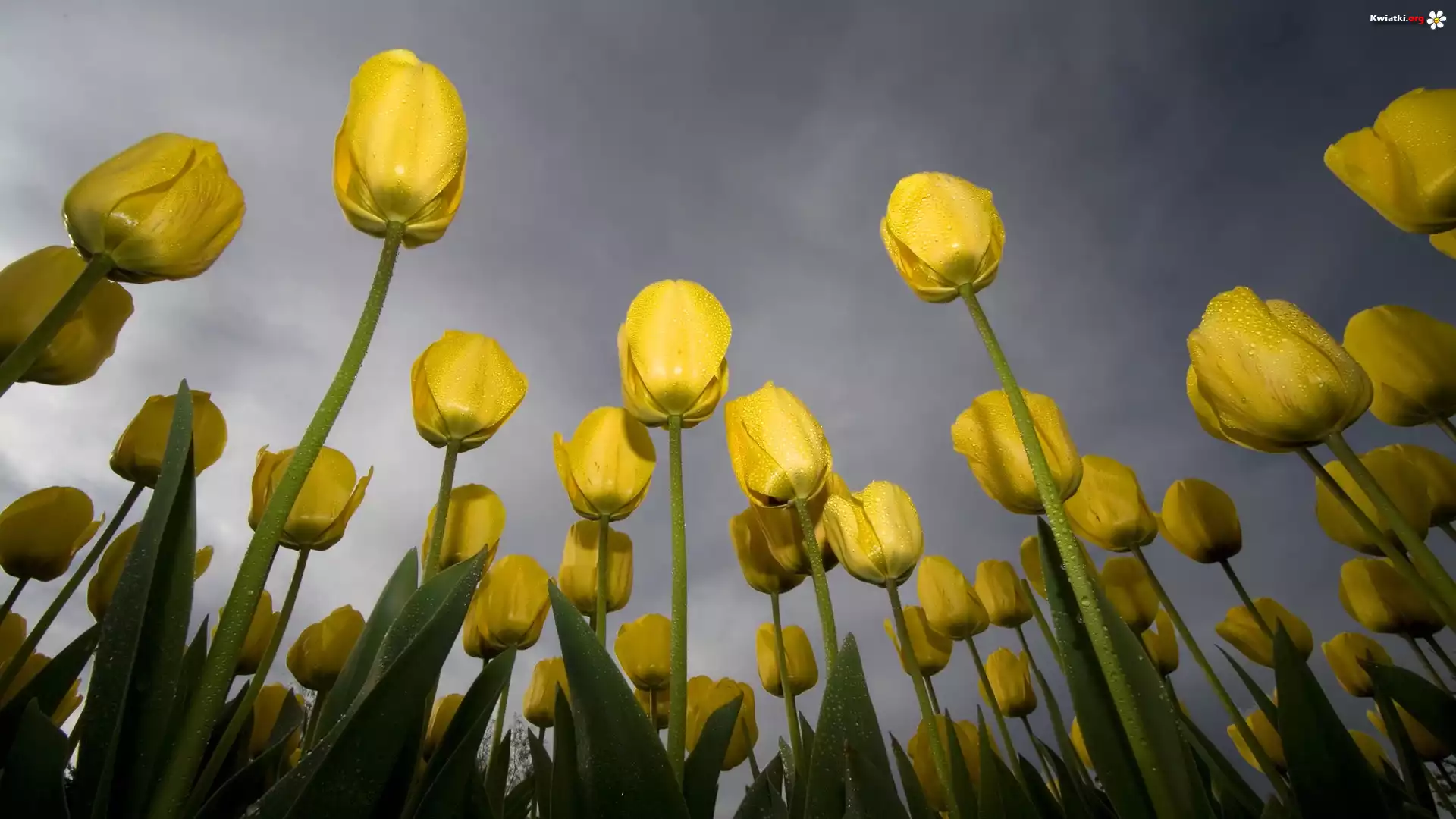 Żółte, Tulipany