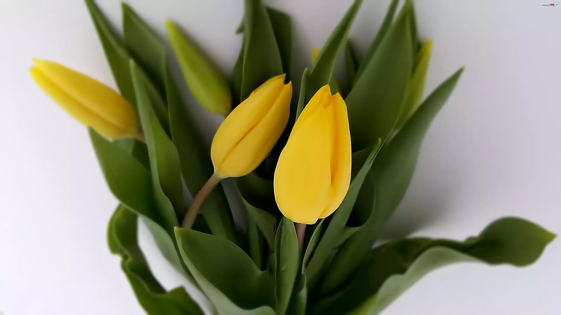 Żółte, Tulipany
