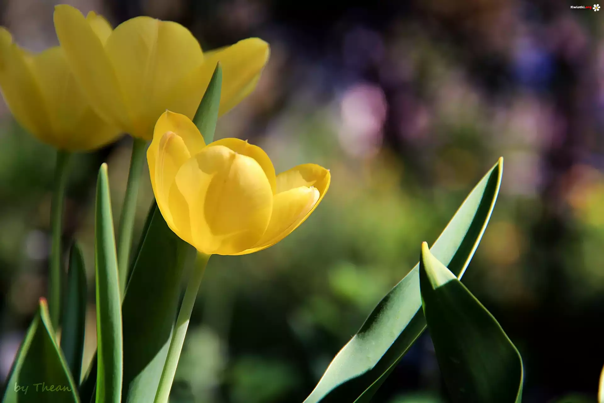 Żółte, Tulipany