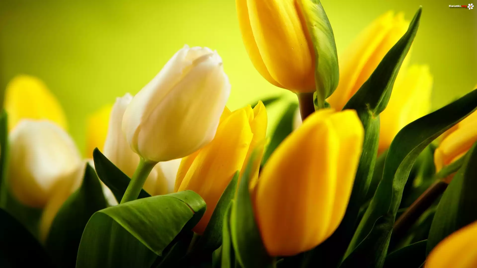 Białe, Żółte, Tulipany