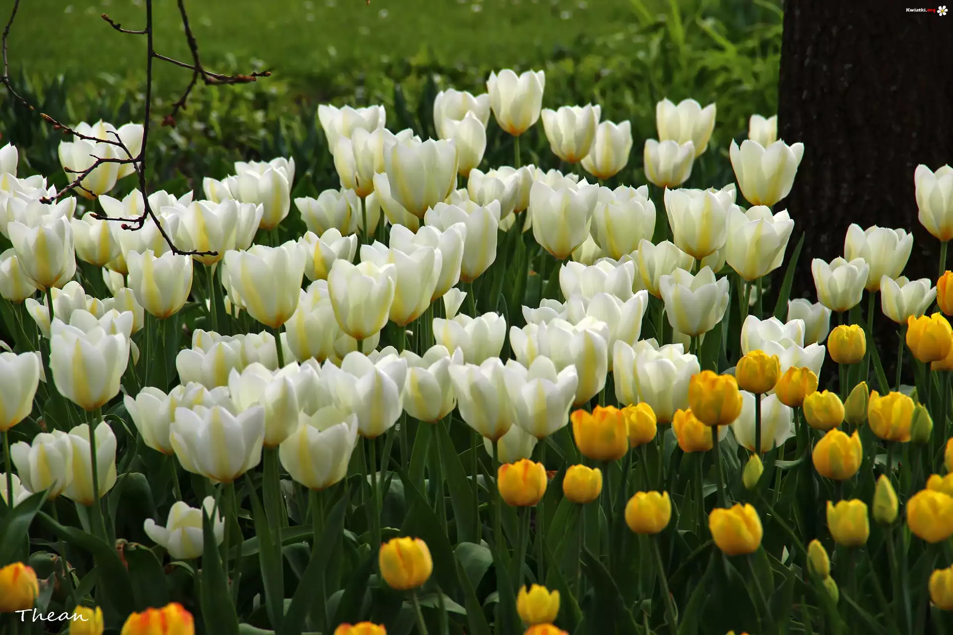 Białe, Żółte, Tulipany
