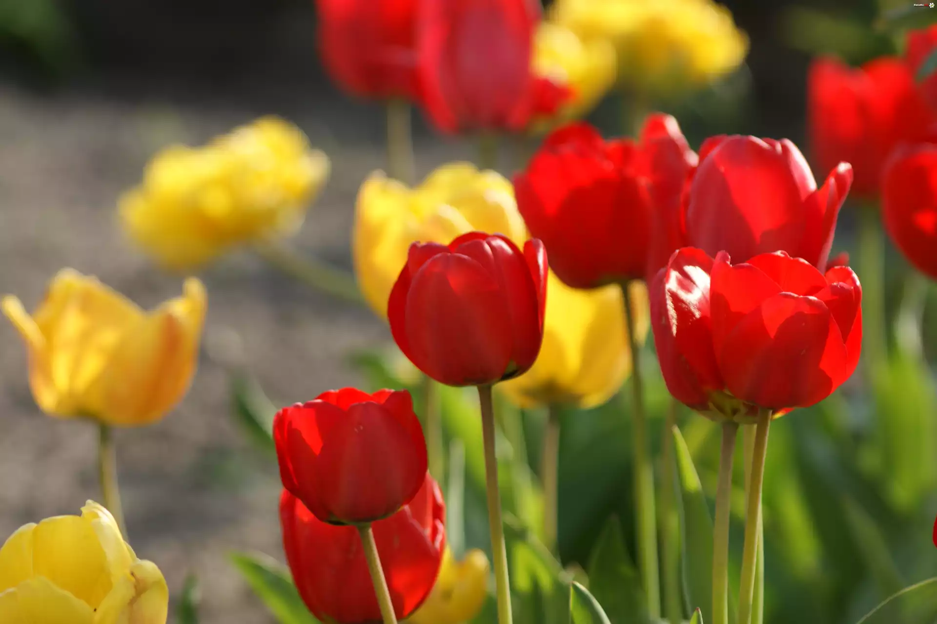 Czerwone, Żółte, Tulipany
