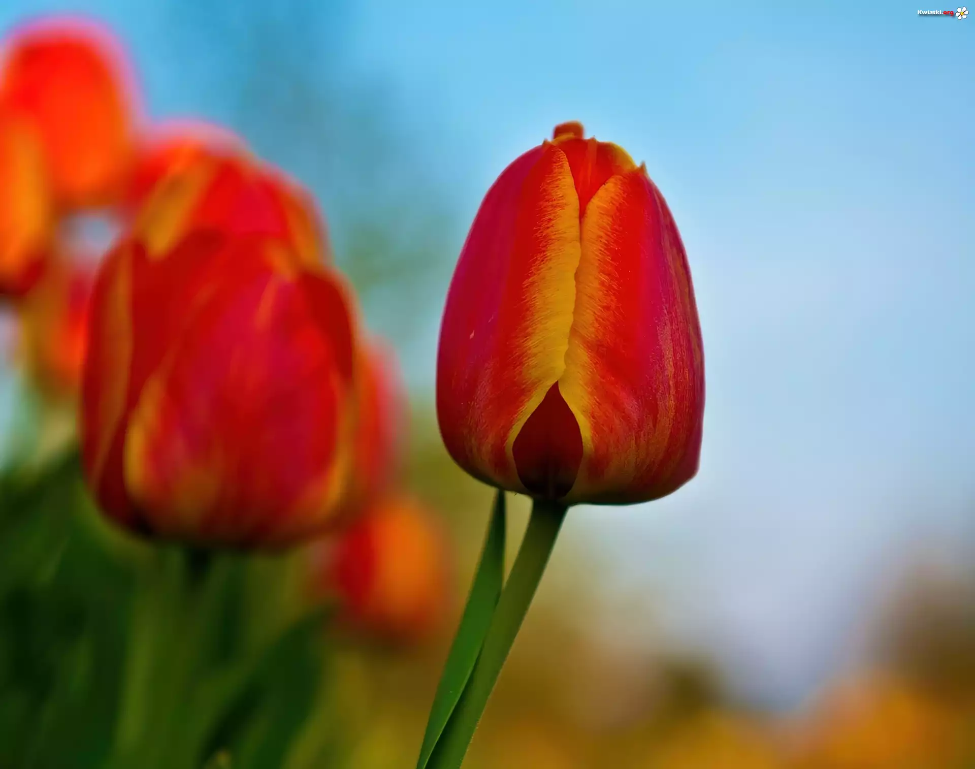 Czerwono, Żółte, Tulipany