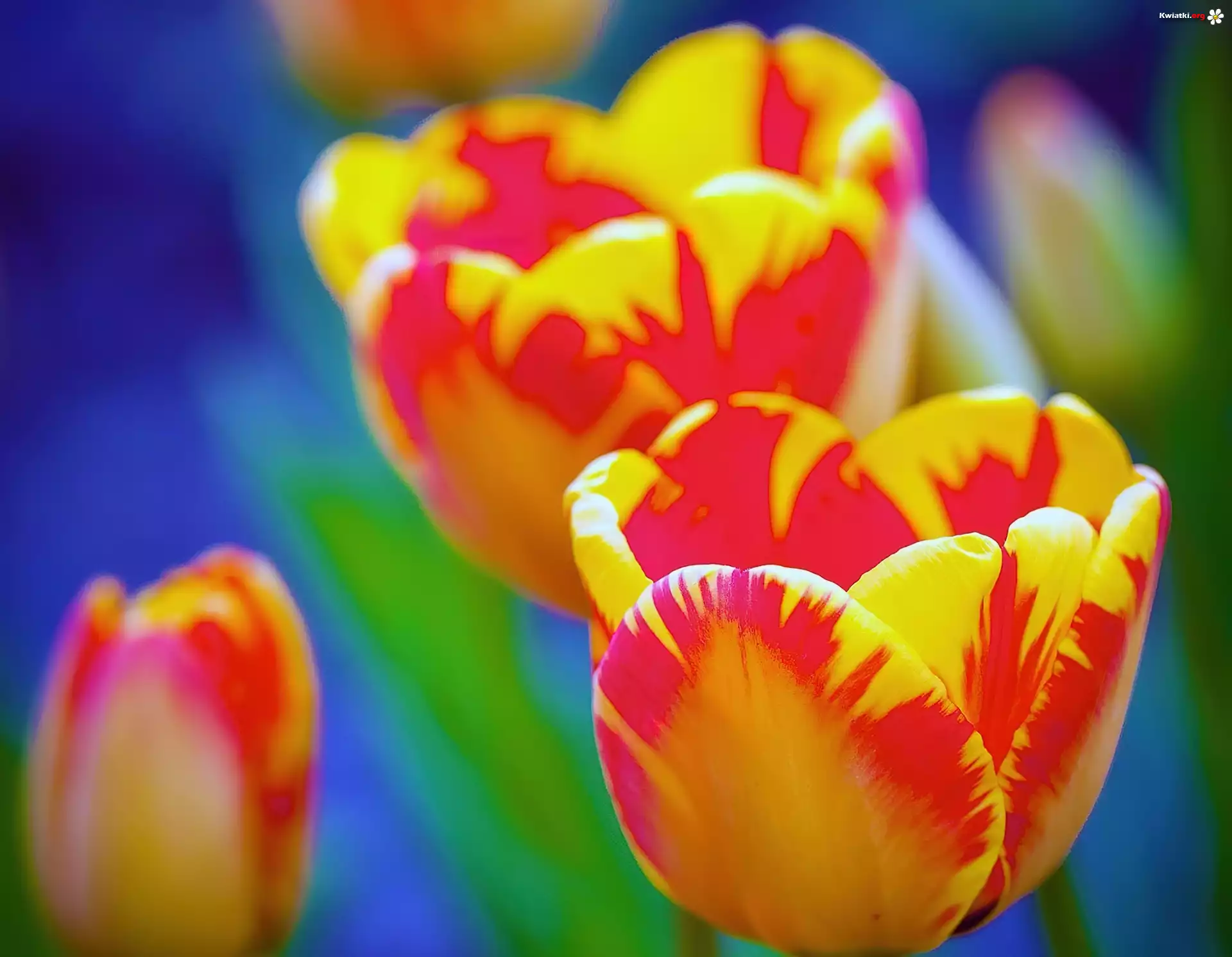Czerwono, Żółte, Tulipany