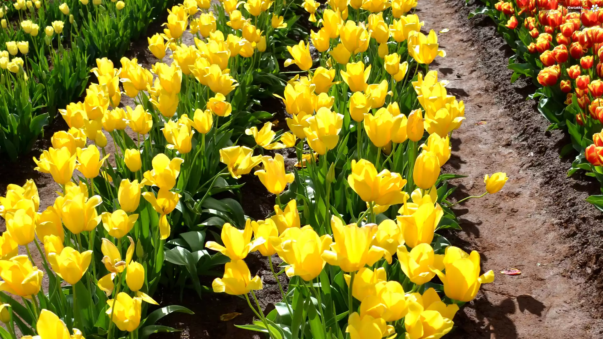 Kolorowe, Żółte, Tulipany