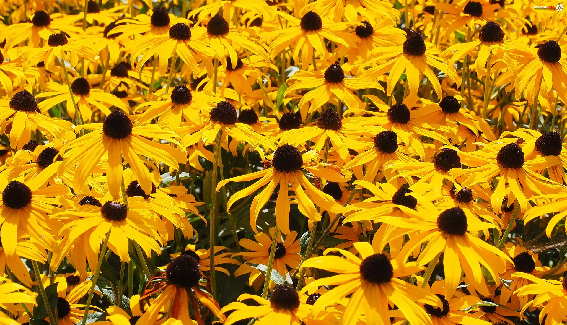 Kwiaty, Żółte, Rudbekia