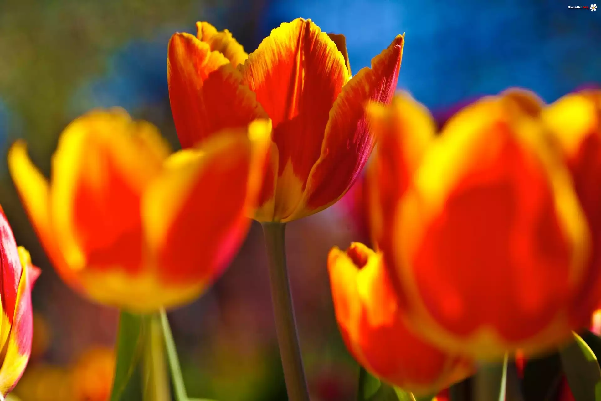 Pomarańczowo, Żółte, Tulipany