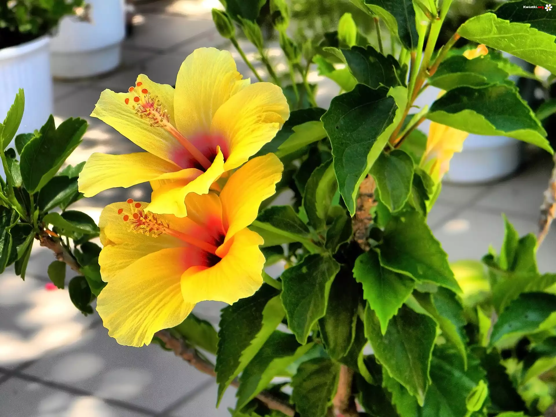 Żółty, Hibiskus