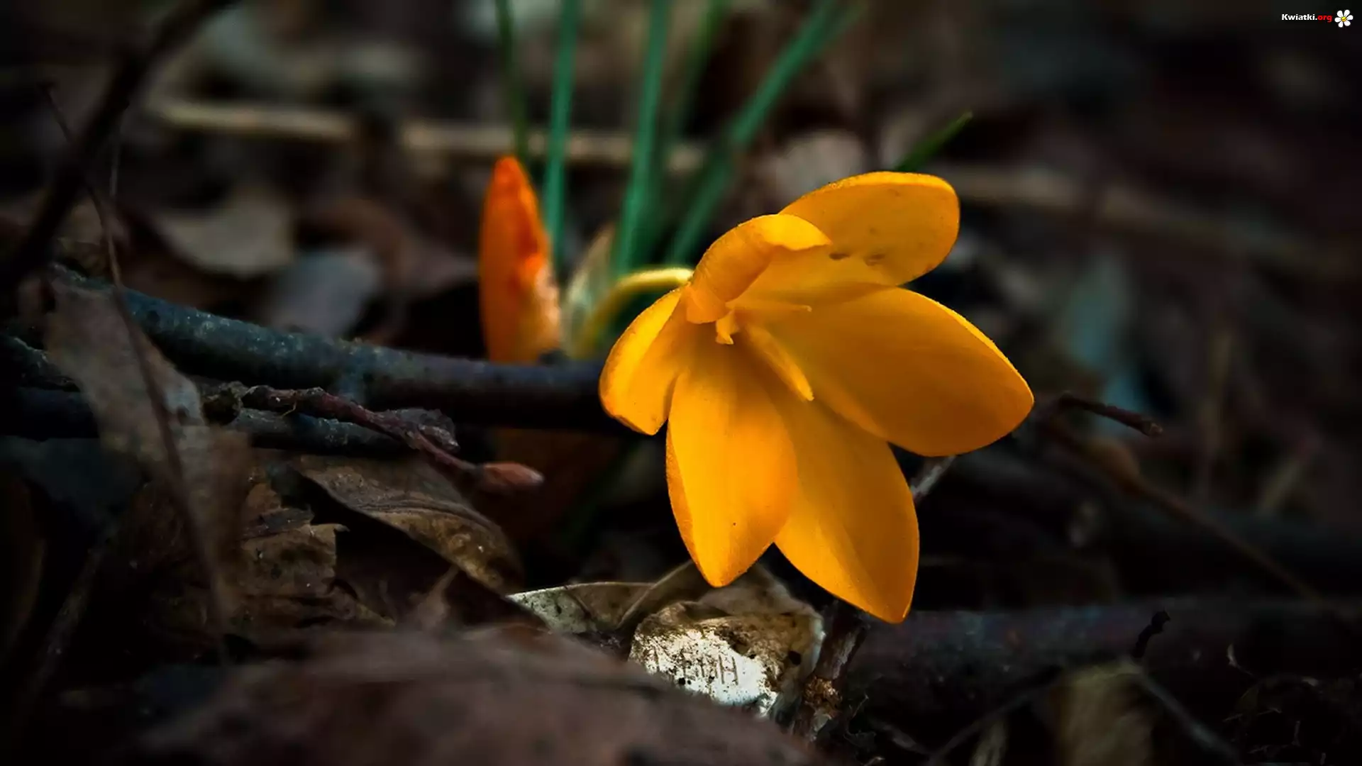 Żółty, Krokus