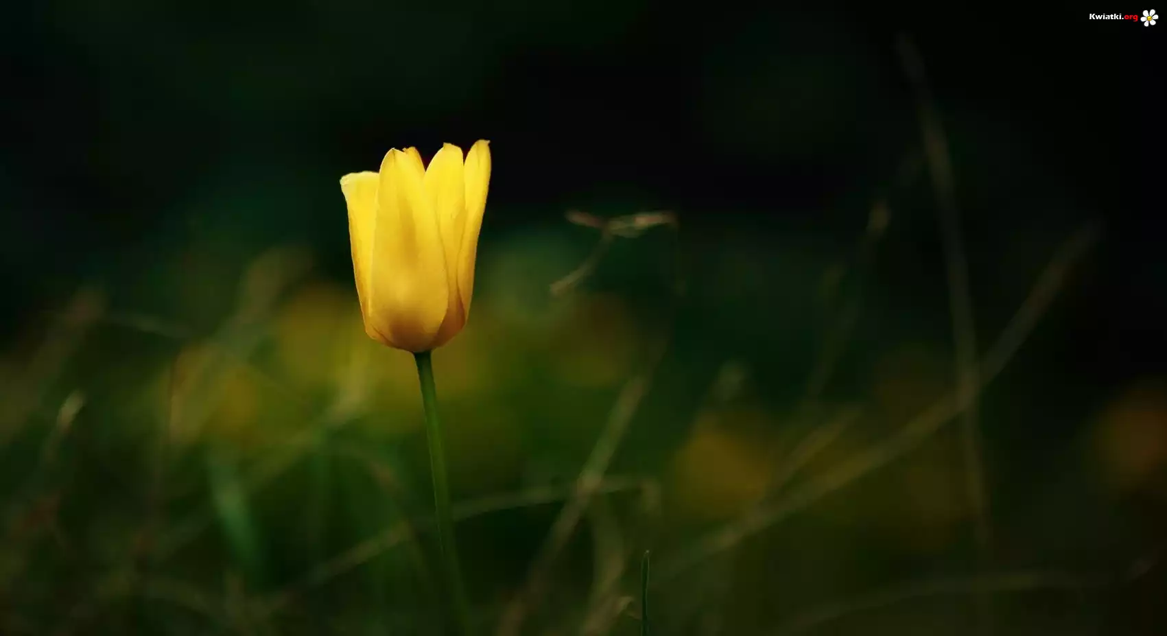 Żółty, Tulipan