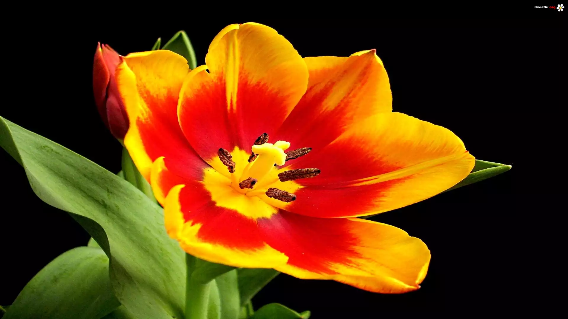 Czerwono, Żółty, Tulipan
