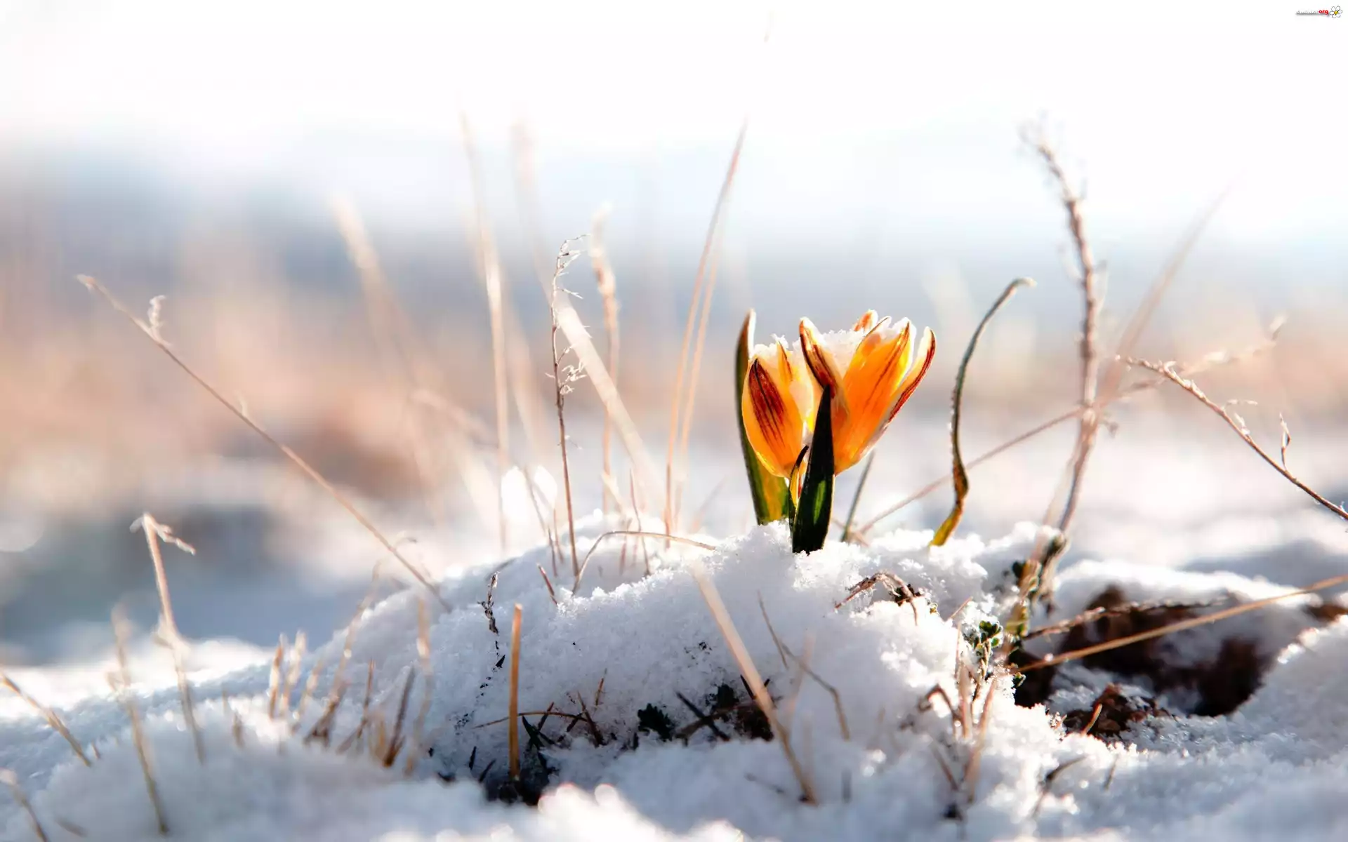Śnieg, Żółty, Krokus