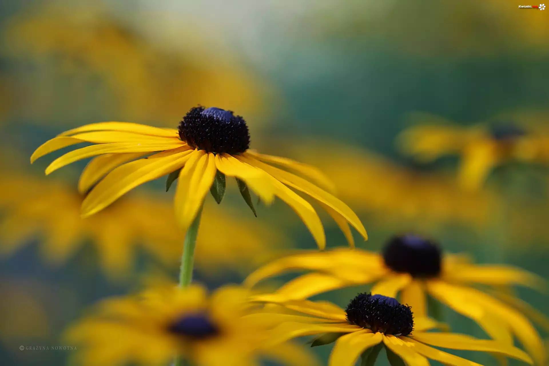 Rudbekia, Żółty, Kwiat