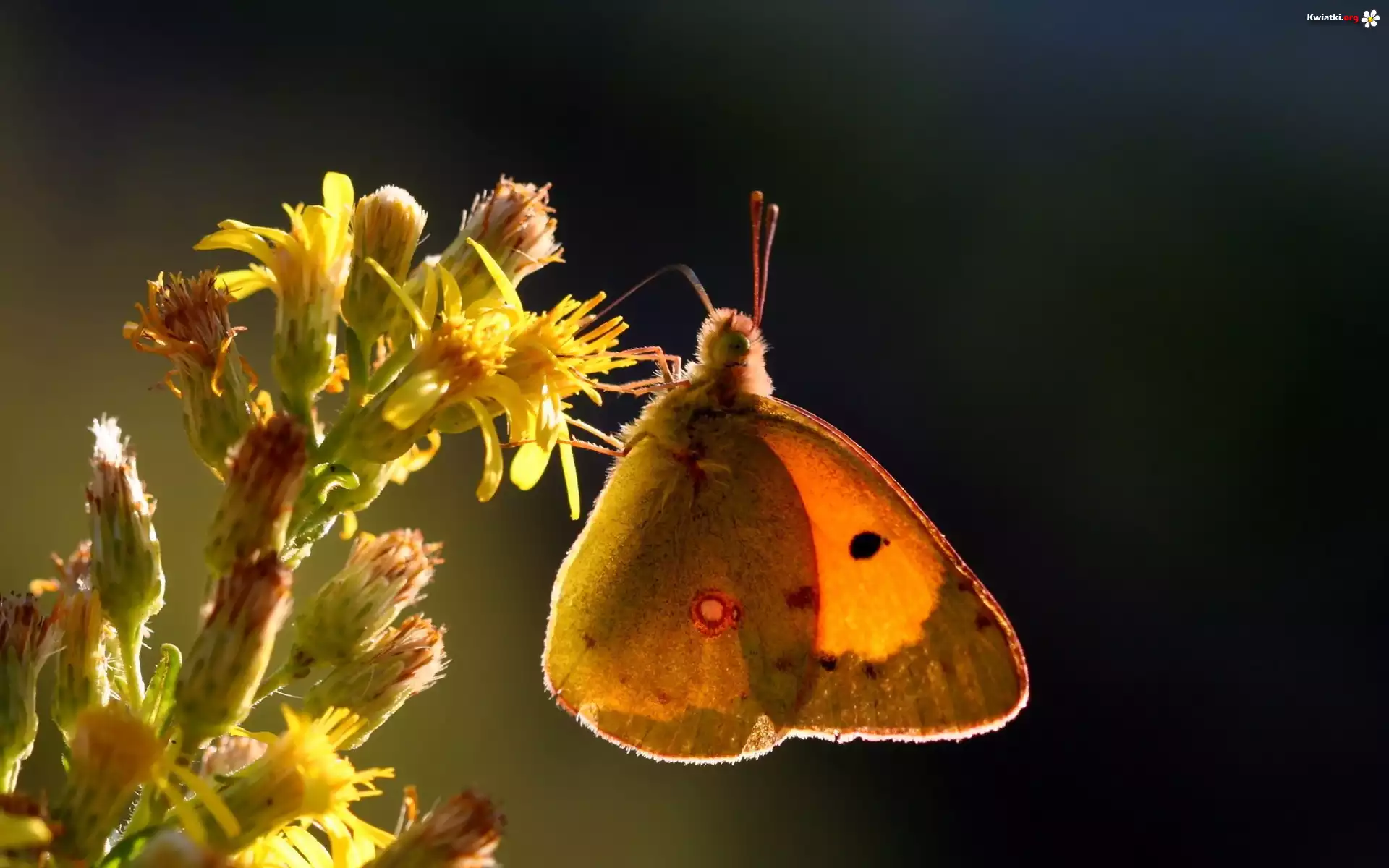 Owad, Motyl, Żółty, Kwiat