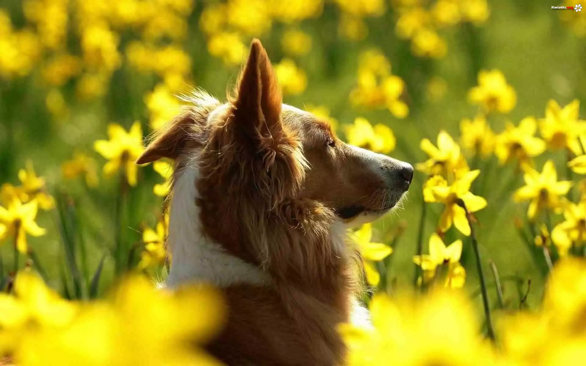 Owczarek Szkocki Długowłosy, Collie, Kwiatki