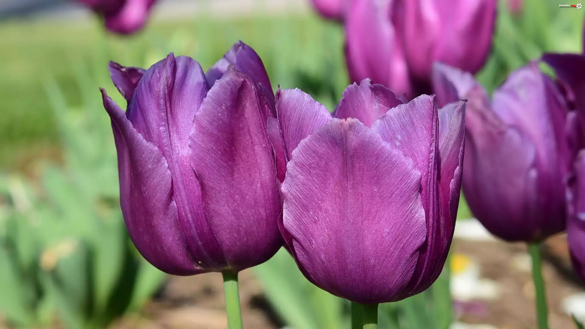 Tulipany, Pąki, Kwiaty, Fioletowe, Płatki